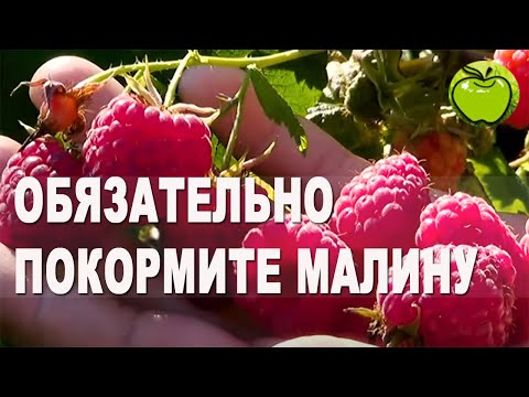 Обязательно покормите малину после ягод. Какие удобрения и когда нужны малине