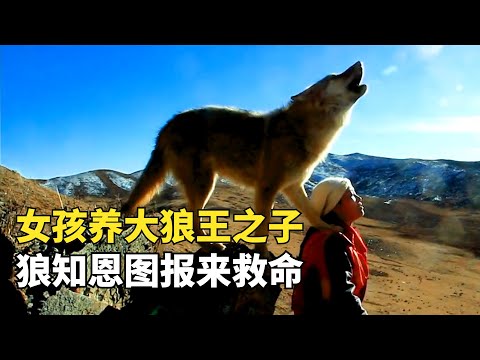 真實版引狼入室,女孩養大狼王之子,狼知恩圖報牽馬來救命|治愈勵誌