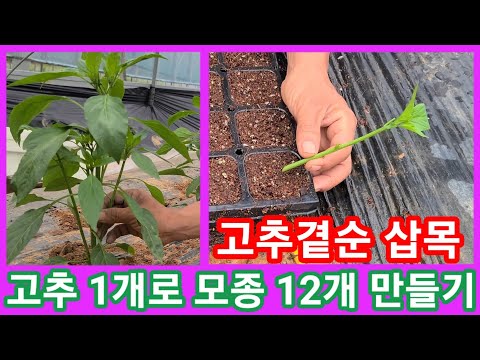 고추모종 1개심어 고추모종 12개 만들기~고추곁순 삽목 솔림농원 텃밭 농사 농업 귀농귀촌 전원일기