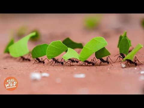 Die mächtigsten Tiervölker und ihre Bauwerke! | Doku