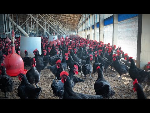 單日賣出1300隻烤雞，全台最大烤雞餐車，從飼養屠宰醃漬到烤雞自己包辦。