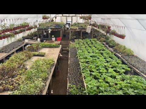 Greenhouse Review in December and Thoughts Out Loud