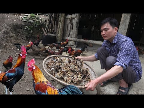 Robert sells baby wild chickens. Green forest life