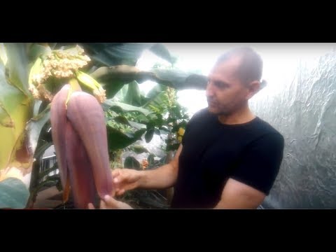 Как цветет банан.