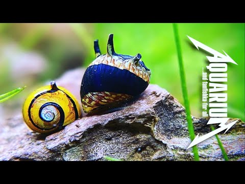 All types of snails in the aquarium