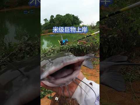 能把鸭子拖进水里的“超米级巨物”上岸 #2025dou来钓鱼 #钓鱼王地狱猫 #原来钓鱼才是抖音运动顶流 #钓鱼的乐趣只有钓鱼人懂