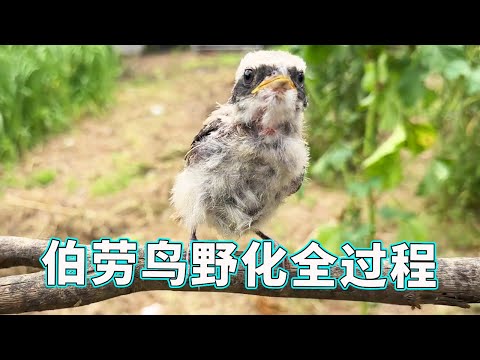 [The whole process of wilderness of shrike] The blood awakening of butcher bird is so horrible! Bef