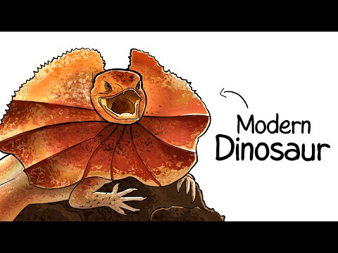 Why it Sucks To Be Born As a Frilled Lizard
