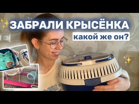 ЕДЕМ ЗА ЧЕТВЁРТЫМ КРЫСЁНКОМ | КАК НАЗВАЛА | КАКОГО ОКРАСА