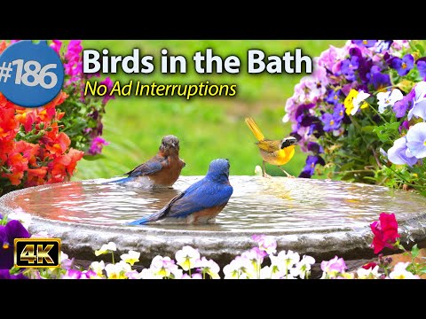 Relaxing Bird Bath 😻 Splashing Birds  Fountain Water Sounds Uninterrupted CatTV @LensMyth