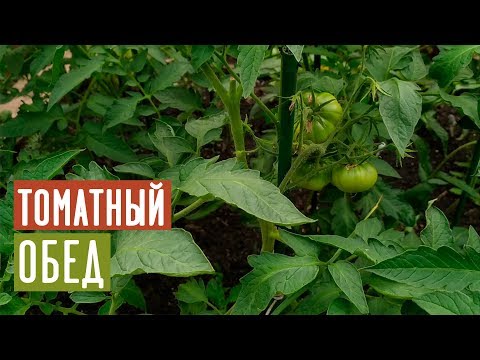 УРОЖАЙ ТОМАТОВ ВАС ПОРАЗИТ 🍅 Полная поэтапная инструкция подкормок / Садовый гид