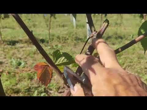 Ежевика. Штамбовая формировка, сорт Натчез.