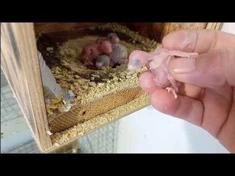 Как сделать смесь из замочки с витаминами и травой для попугаев. Разведение волнистых попугаев