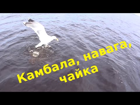 Камбала, навага, чайка