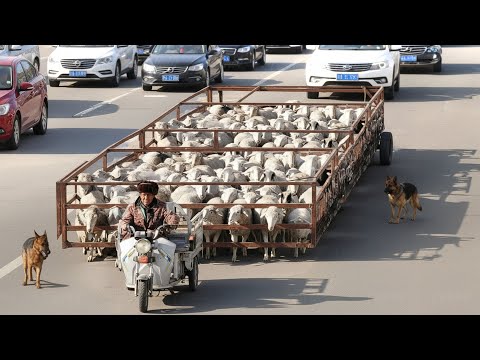 Old Chinese Farmer Found a Genius Idea to Move His Sheep
