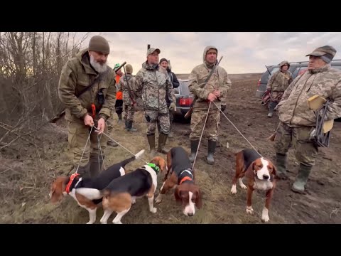 Колективне полювання з гончими: рушаем за лисом та шакалом!