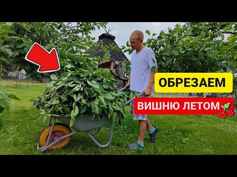 Simple and clear summer cherry pruning scheme