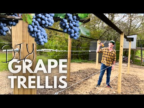 The Best Homestead GRAPE TRELLIS
