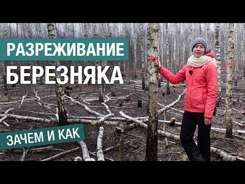 Зачем разреживать лес и как это делать: рубка ухода в березовом лесу