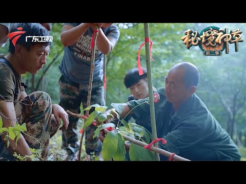 采参人长白山发现15年野生人参,防止人参跑掉先用红布拴住,抬参过程就像挖掘古董极其小心!【秘境神草第二季】 #秘境神草