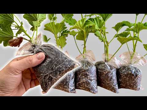 Geranium Cuttings Root Like Crazy: The Secret Method I Wish I'd Known!