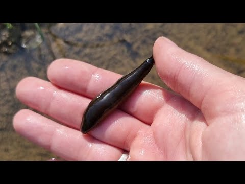 I caught a leech, and then it caught me. Sticky puddle and its rich inner world