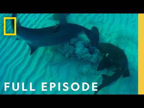 Ultimate Shark Showdown: Bull Shark vs. Hammerhead (Full Episode) | National Geographic
