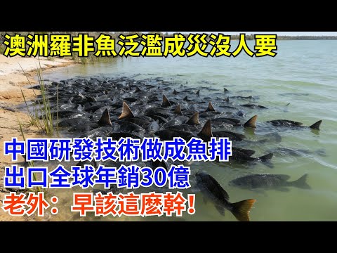 澳洲羅非魚泛濫成災，肉質差沒人要，中國研發技術做成魚排，出口全球年銷30億，老外：早該這麽幹！#科普 #熱門 #羅非魚 #澳洲 #大國工程