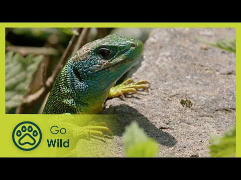 Ticino | Wild Faces of Switzerland | Go Wild