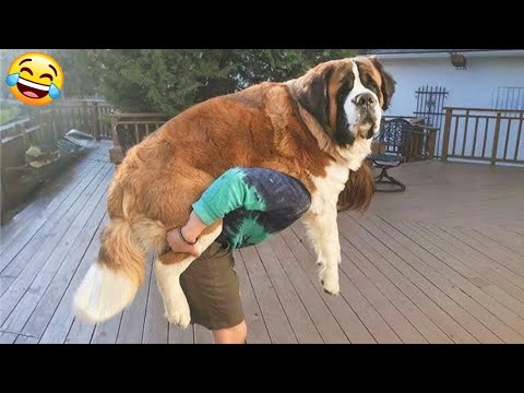 π» New Funny Cats And Dogs Videos 2024 π Best Funniest Animal Videos π€£ PART 29