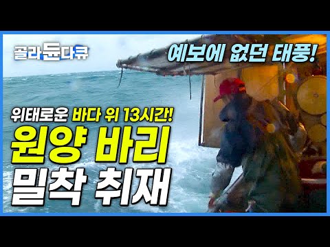 태풍 속 4박 5일! 동중국해 원양 바리 10톤 명진호 선원들의 파도 같은 인생 드라마!│선원들은 무사히 만선할 수 있을까?│원양 바리 밀착 취재│옥돔잡이│극한직업│#골라듄다큐