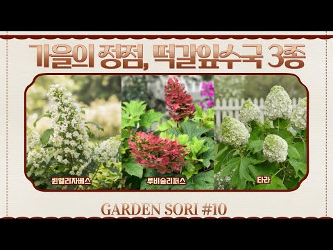 Complete your fall garden! 3 varieties of hydrangea (Queen Elizabeth, Tara, and Ruby Sleepers) - ...
