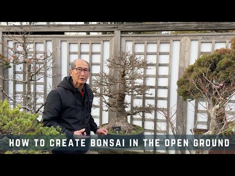 How To Create Bonsai In The Open Ground