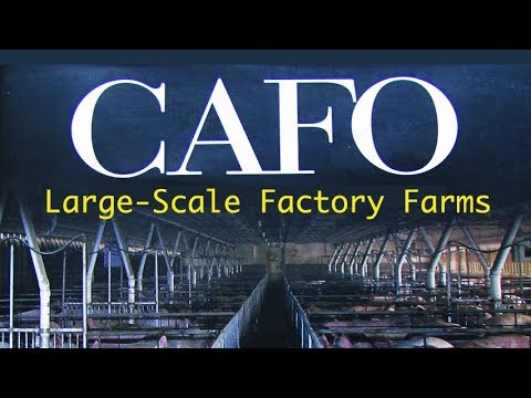 The Tragedy of Industrial Animal Factories - Dan Imhoff