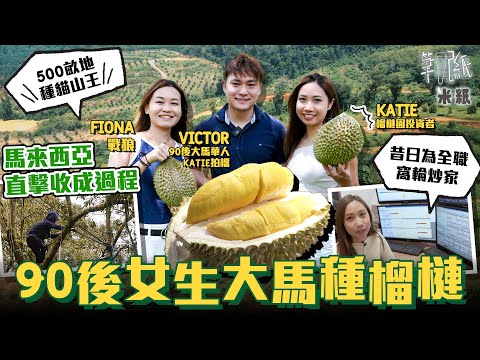 #米紙｜90後全職窩輪炒家到馬來西亞投資榴槤園 花4年時間開荒種3000顆貓山王樹 深入貓山王發源地直擊榴槤採收 解開榴槤成熟卻還掛在樹上的秘密 #筆記紙