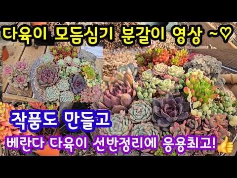 다육이 모듬심기 분갈이 세종다육 사장님 솜씨🌸내 베란다 다육이 선반정리에 응용하시고 작품도 만들고^^~😆