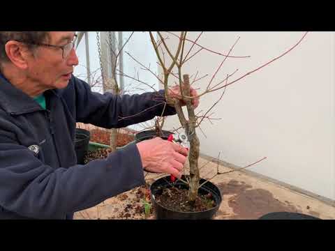 Japanese Maple Shaping Decisions Part 1