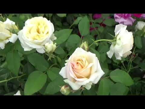 Сборник-11. Музыка Сергея Чекалина. Collection-11. Music by Sergei Chekalin.