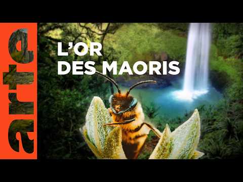En Nouvelle-Zélande, les abeilles de la fortune | Invitation au voyage | ARTE