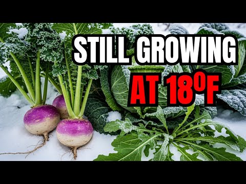 These Crops Survive Ice and Famine Where Modern Farming Fails — Why Aren’t We Growing Them?