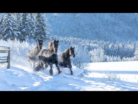 Jahresrückblick 2021 - Bewegende Momente auf Gut Aiderbichl