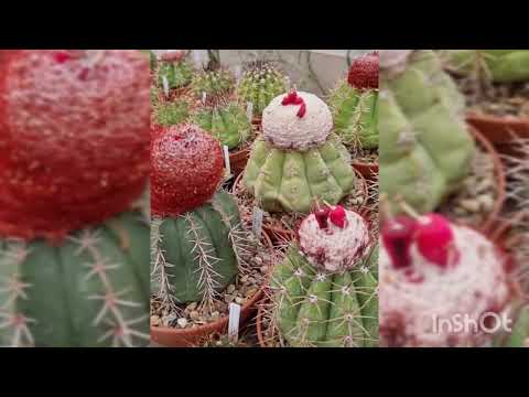 Самая большая частная коллекция кактусов и суккулентов в России. 2023г.