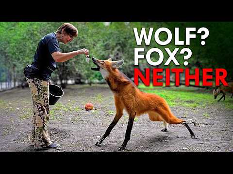 South America’s Weirdest Predator