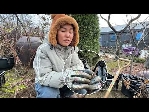 작약·목단 처음 키우는 분들께 꼭 드리고 싶은 이야기🌸