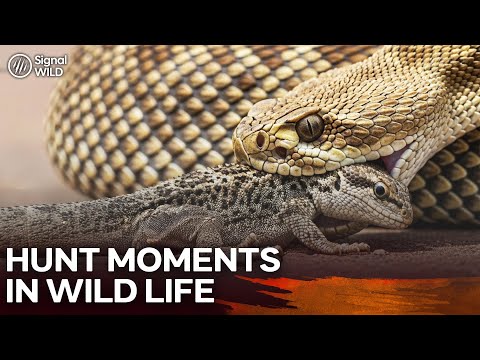 Strike of the Deadly Hunter!🐍☠️| Animal Documentary