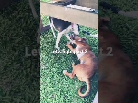 Let’s fight part 2
