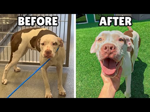 This Shelter Dog was Shaking With Fear.. Then Realized She Was Safe