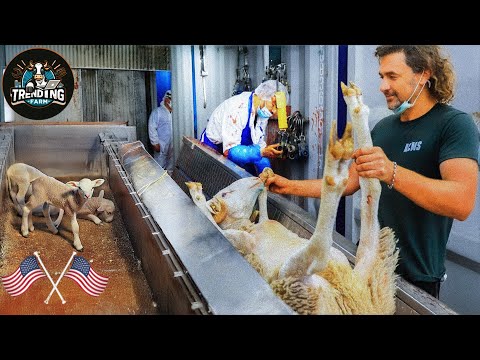 The Rise Of Smart Farming - Advanced Equipment Leading The Sheep Industry Into The Future