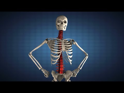 ОПОРНО - РУХОВА СИСТЕМА