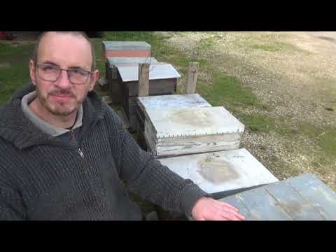 Des abeilles gratuites? Pose des "pièges à essaims" ou "ruches d'accueil" (17 mars 2023)